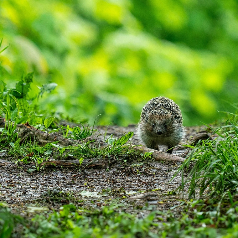 Corporate Social Responsibility of illumin8