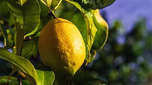 Lemon tree